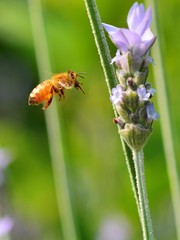 ブルーベリーの蜜を吸う蜜蜂