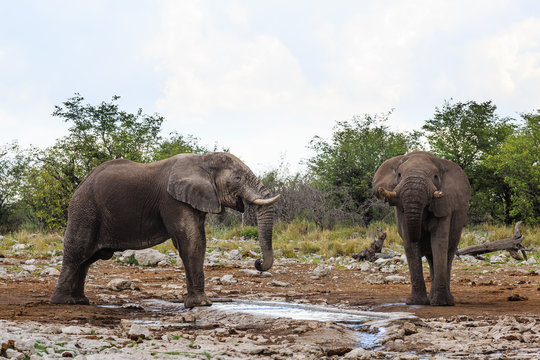 Zwei  Afrikanische Elefanten trinken an einer Wasserstelle
