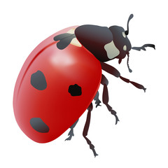 Hand drawn vector illustration of a Ladybug. Realistic style.
