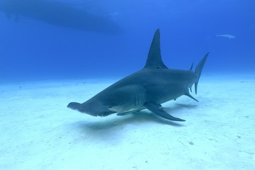 Großer Hammerhai (Sphyrna mokarran) - obrazy, fototapety, plakaty