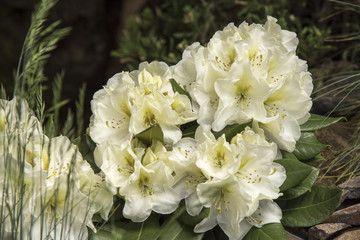 シャクナゲの花