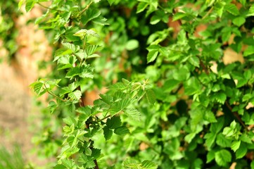 Młody krzak jeżyny bez owoców