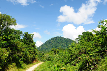 Naklejka premium Tropical jungle on an island Borneo in Indonesia