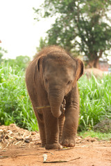 Fototapeta premium Asian elephant baby is joyfully.
