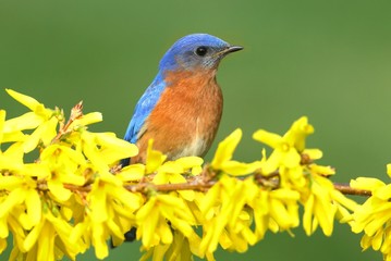 Eastern Bluebird