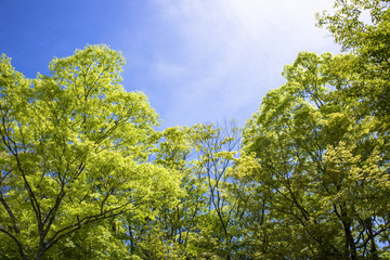 新緑の木々