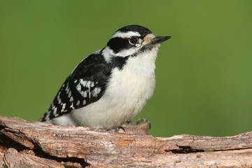 Downy Woodpecker (Picoides pubescens)