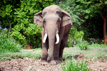 Obraz premium Asian Elephant in the lush green grass.