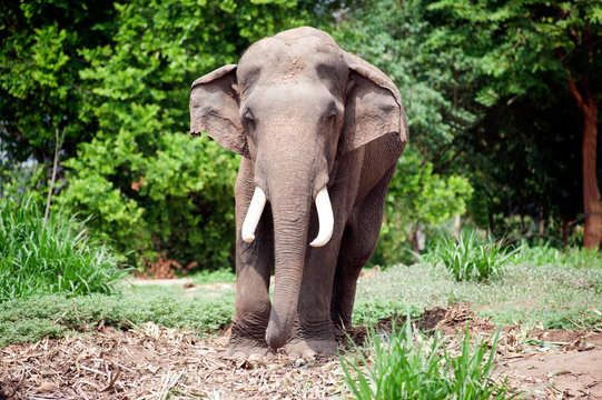 Fototapeta Asian Elephant in the lush green grass.