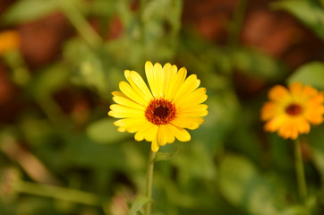 Horizontal yellow daisy