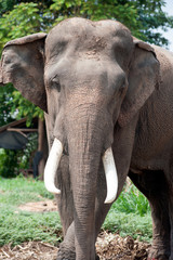 Fototapeta premium Asian Elephant in the lush green grass.