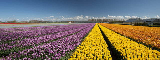 Culture de tulipes