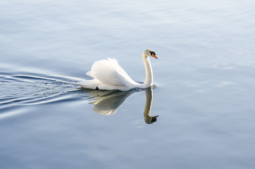 Fototapeta premium Schwan auf dem See mit Reflektionen