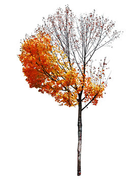 maple tree isolated on white background