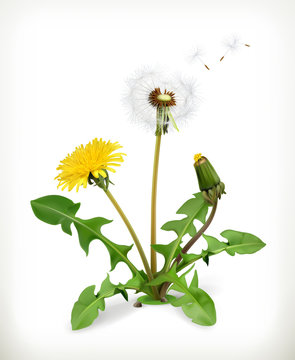 Dandelion, summer flowers, vector illustration