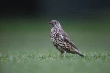 Mistle thrush, Turdus viscivorus