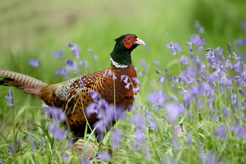 Common pheasant, Phasianus colchicus,