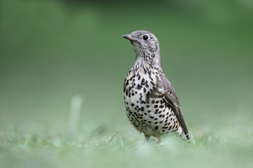 Mistle thrush, Turdus viscivorus