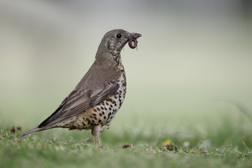 Mistle thrush, Turdus viscivorus