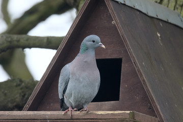 Stock dove, Columba oenas