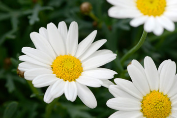 white daisy in the nature