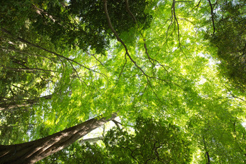 Naklejka premium 新緑の葉っぱと木々