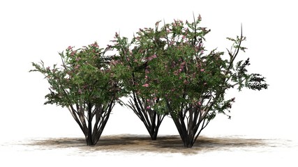 Crape Myrtle - tree cluster on white background 