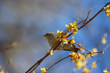  Chiffchaff ( lat. Phylloscopus) sitting on a branch forsythia.