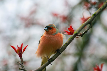 Finch sitting on a branch of apple.