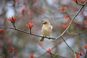 Finch sitting on a branch of apple.