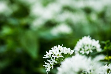 Wild garlic II