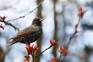 Common Starling (lat. Sturnus vulgaris) sitting on a branch of a