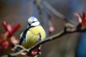 Titmouse sitting on a tree.