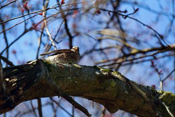  Blackbird (Turdus pilaris)  sitting on a tree