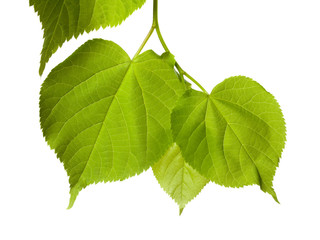 Spring tilia leafs