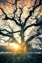 Old Tree Sunset