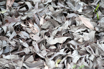 Dry leaves texture.