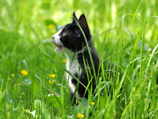 Obraz premium Kitten sitting on a lawn