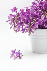 bucket and lilac on a white background