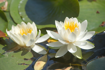 スイレン（睡蓮）　