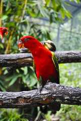 macaw sitting on branch