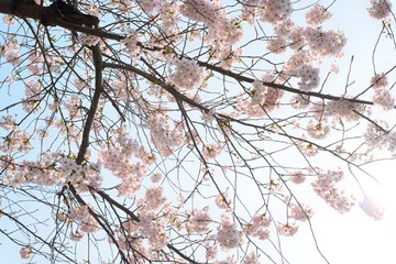 桜