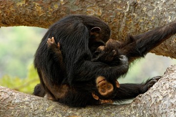Playful young chimpanzee with its mother