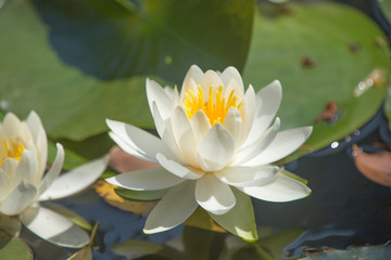 スイレン（睡蓮）　 © Yoshinori Okada