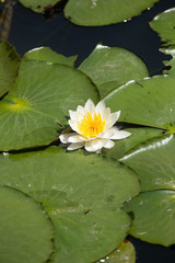 スイレン（睡蓮）　