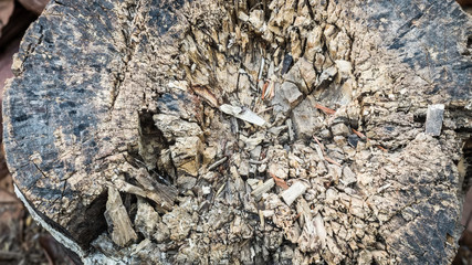 close up view of an weathered old driftwood stump that cracks sp