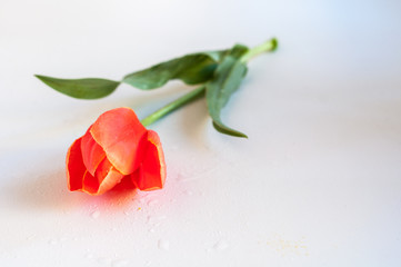 Тюльпан на белом столе