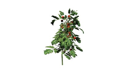 tomato plant - isolated on white background