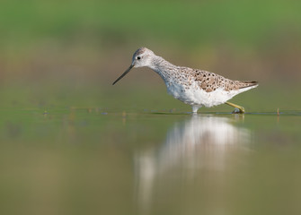 Marsh sandpiper (Tringa stagnatilis)