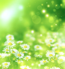 bright summer background with white daisies